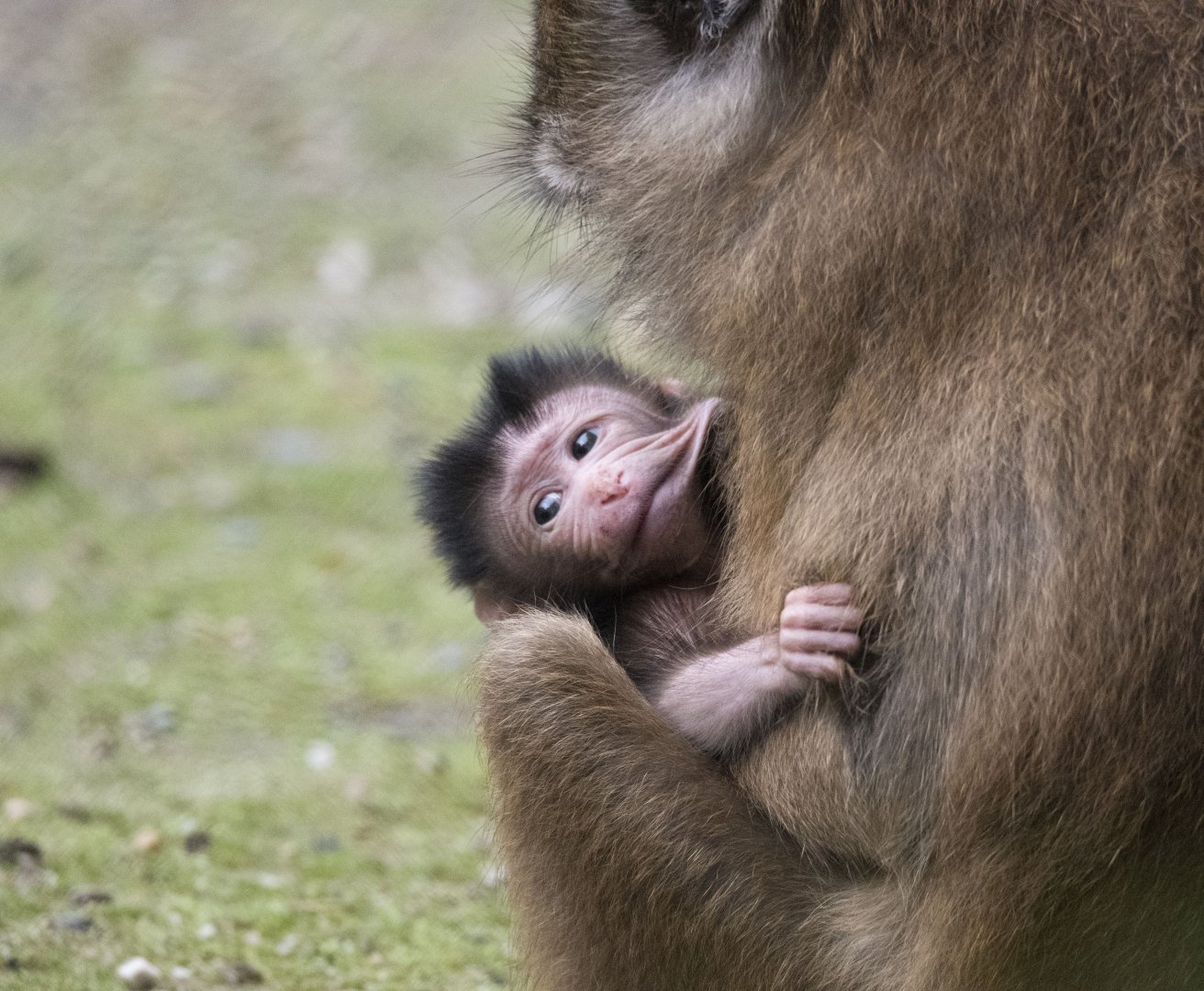 Crab-eating macaque (Macaca fascicularis)