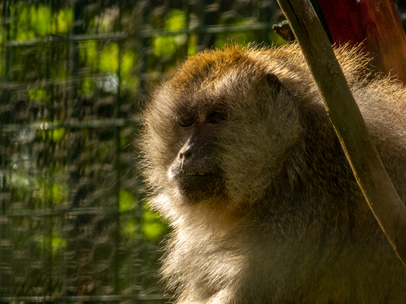 Crab-eating macaque (Macaca fascicularis)