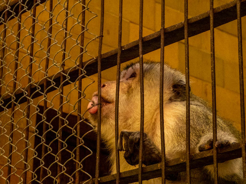 Crab-eating macaque (Macaca fascicularis)