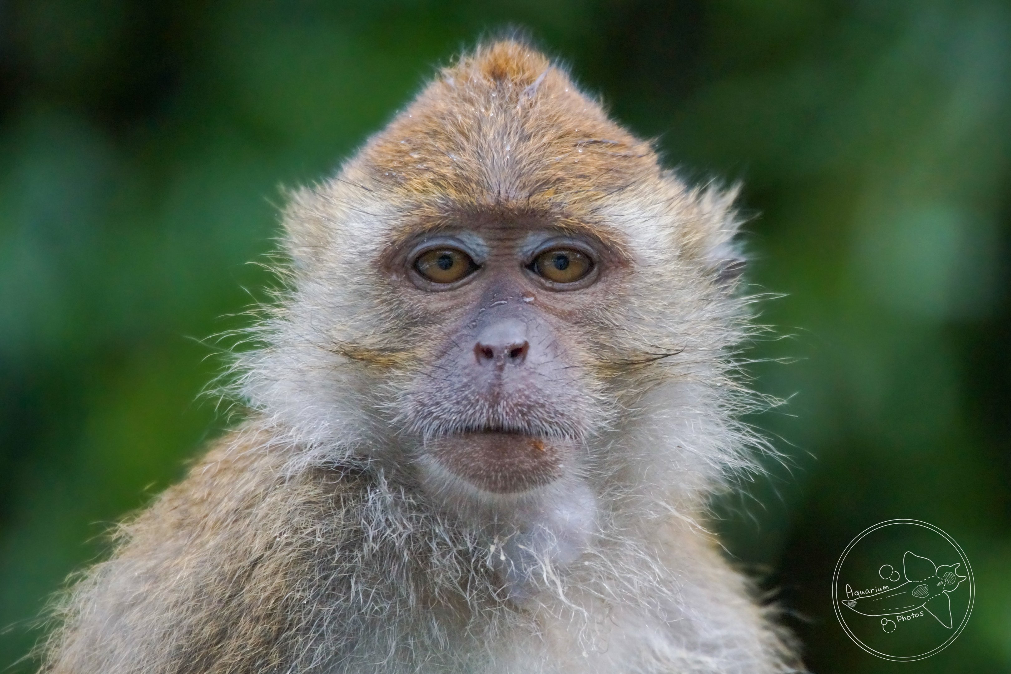 Crab-eating Macaque (Macaca fascicularis)