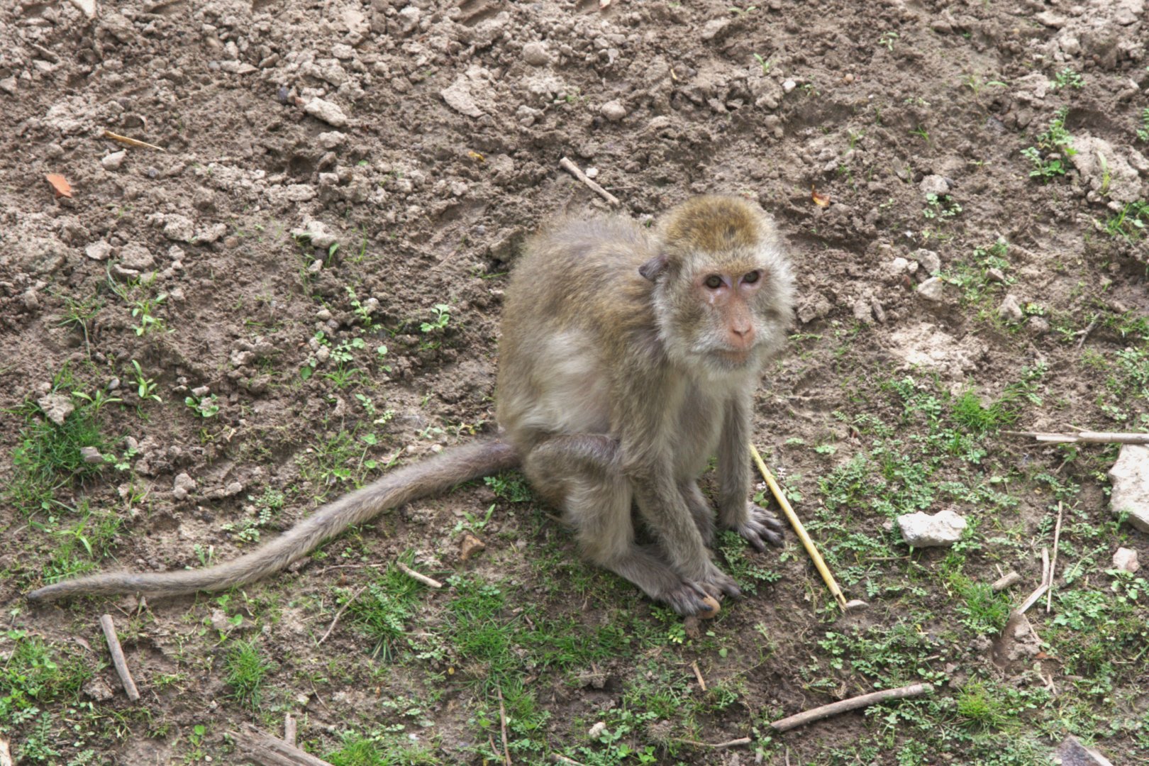 Crab-eating Macaque (Macaca fascicularis)