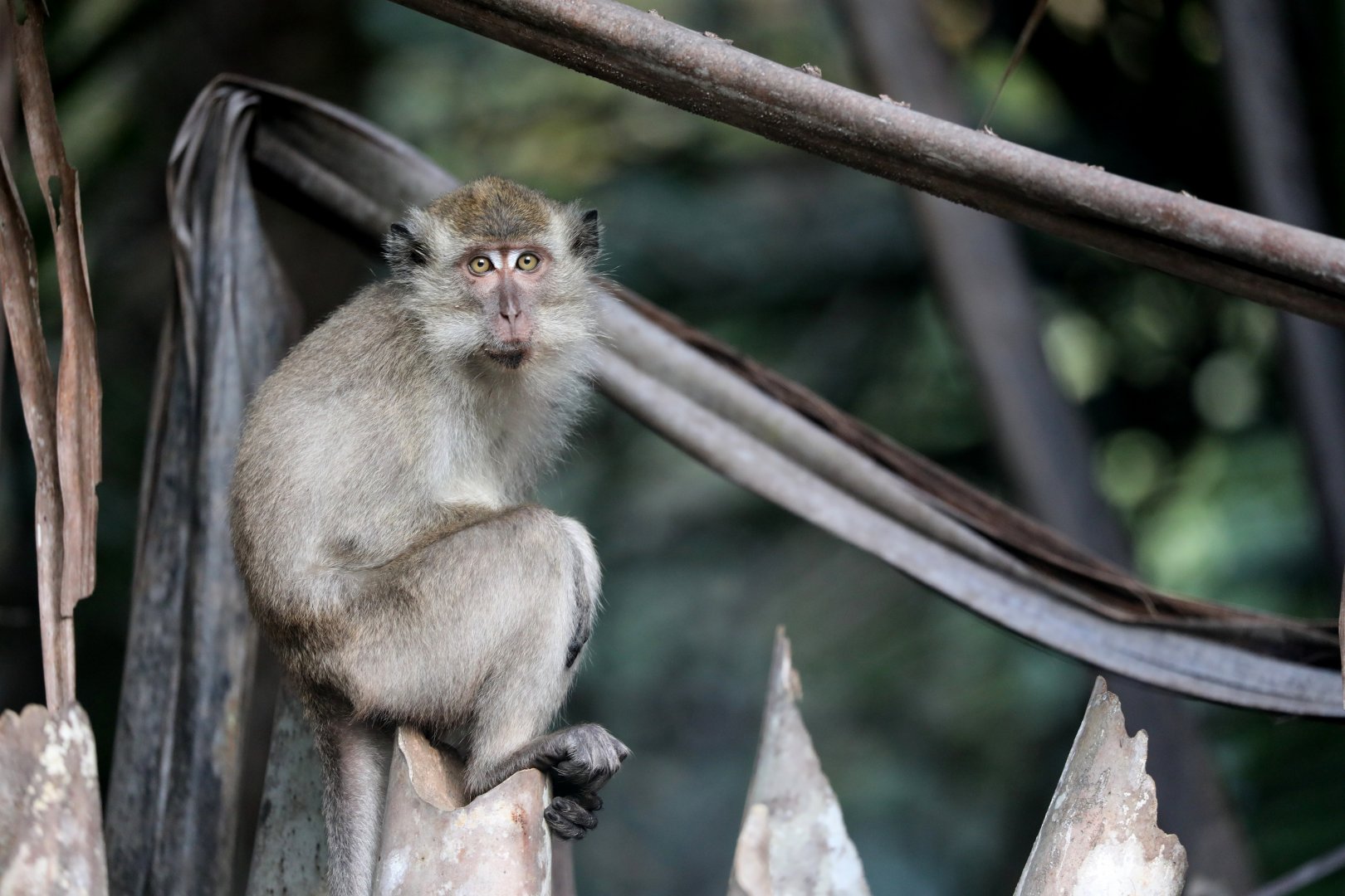 crab-eating macaque (Macaca fascicularis)