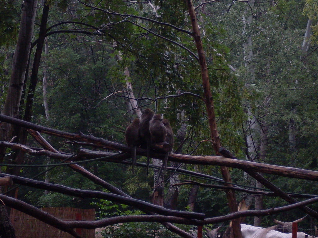 Crab-eating macaque outdoor exhibit