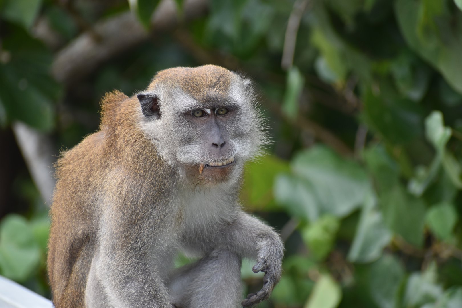 Crab Eating Macaque ~ Pulau Ubin