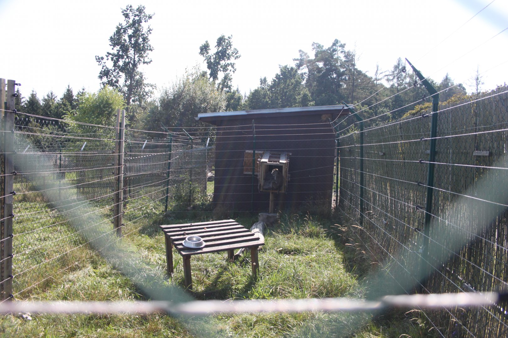 Crab-eating macaque - separation exhibit