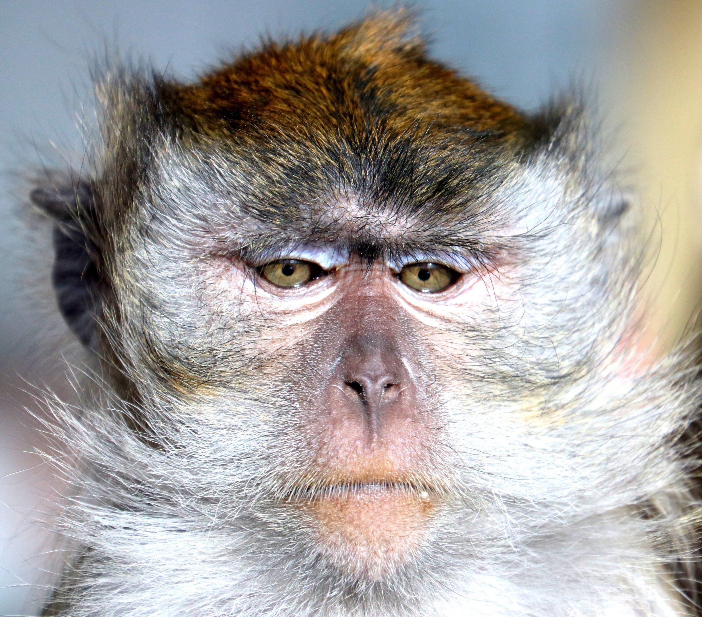 Crab-eating macaque; Southend; 13th February 2019