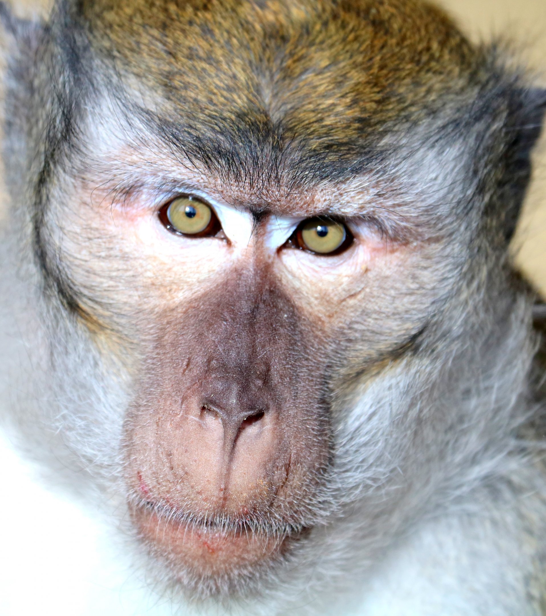 Crab-eating macaque; Southend; 13th February 2019