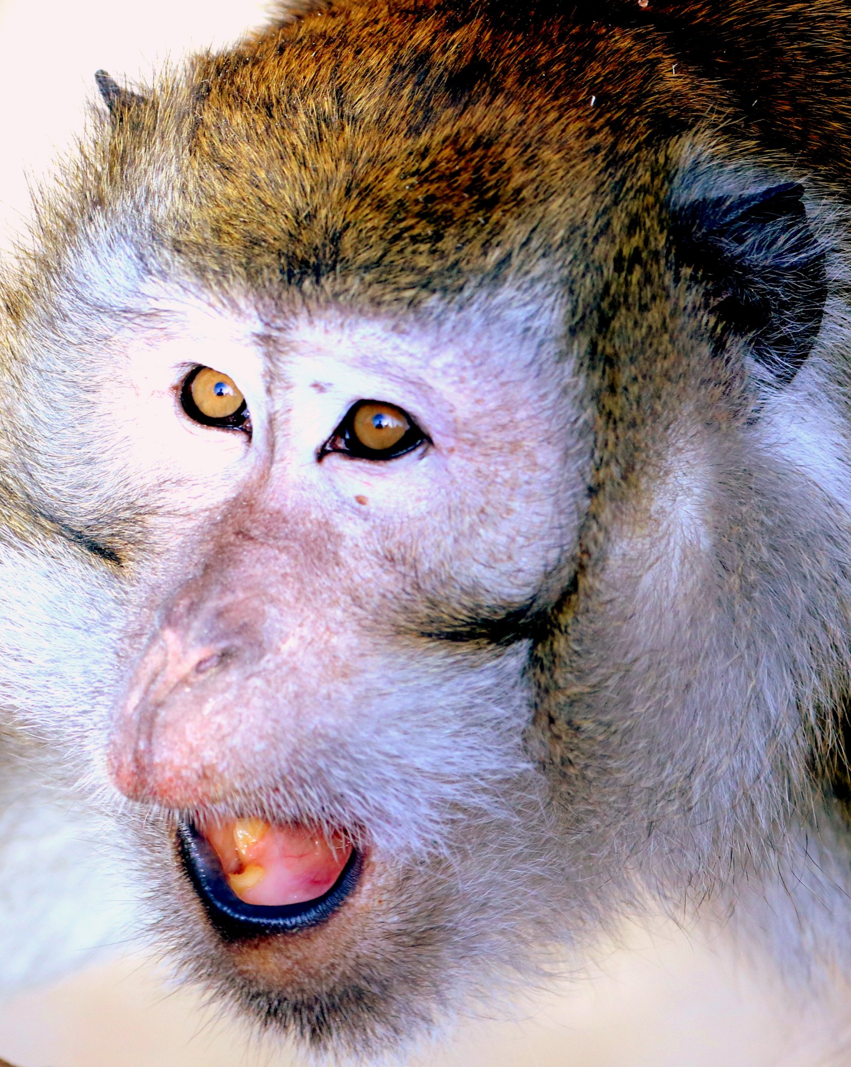 Crab-eating macaque; Southend; 13th February 2019