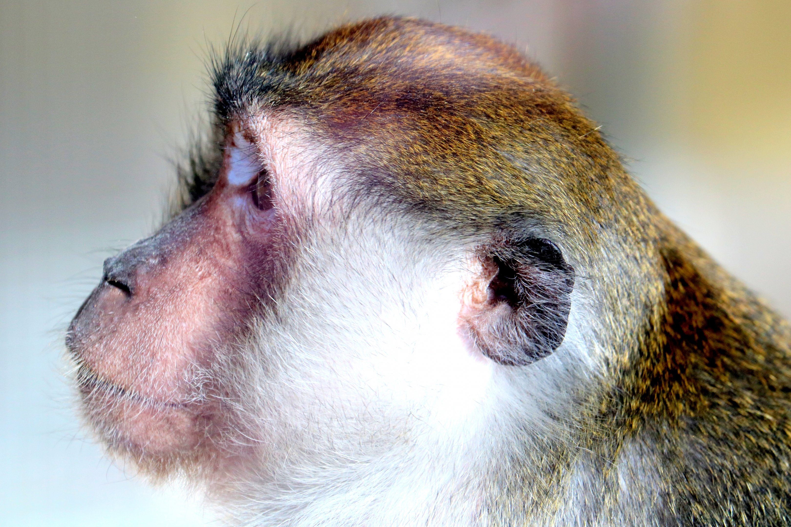 Crab-eating macaque; Southend; 13th February 2019