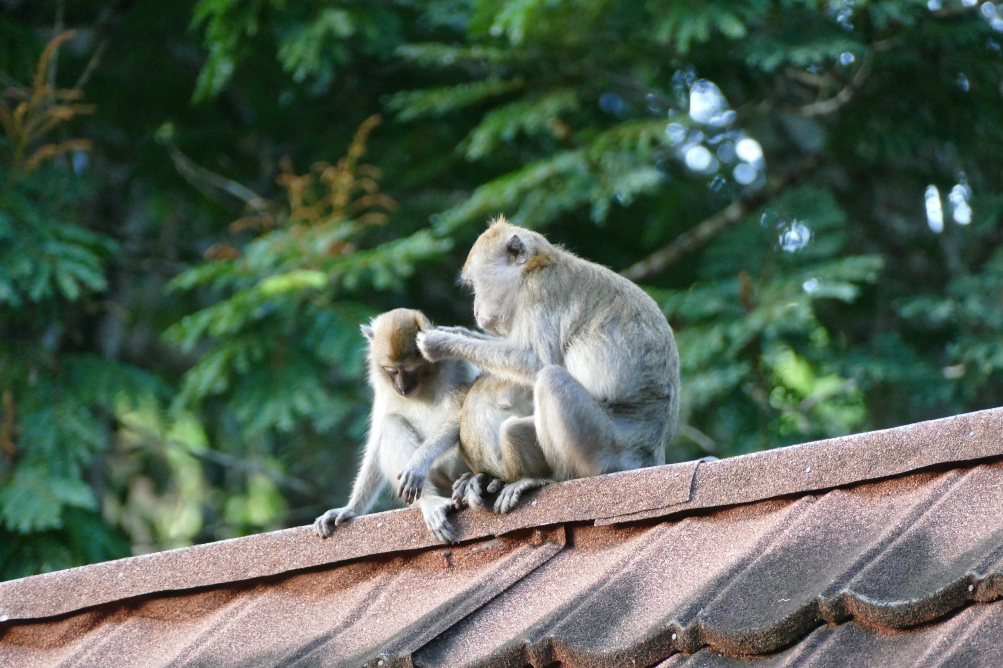 Crab-eating Macaque - Taman Negara