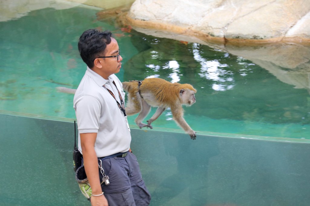 Crab-eating Macaque - The Forest Fights Back show