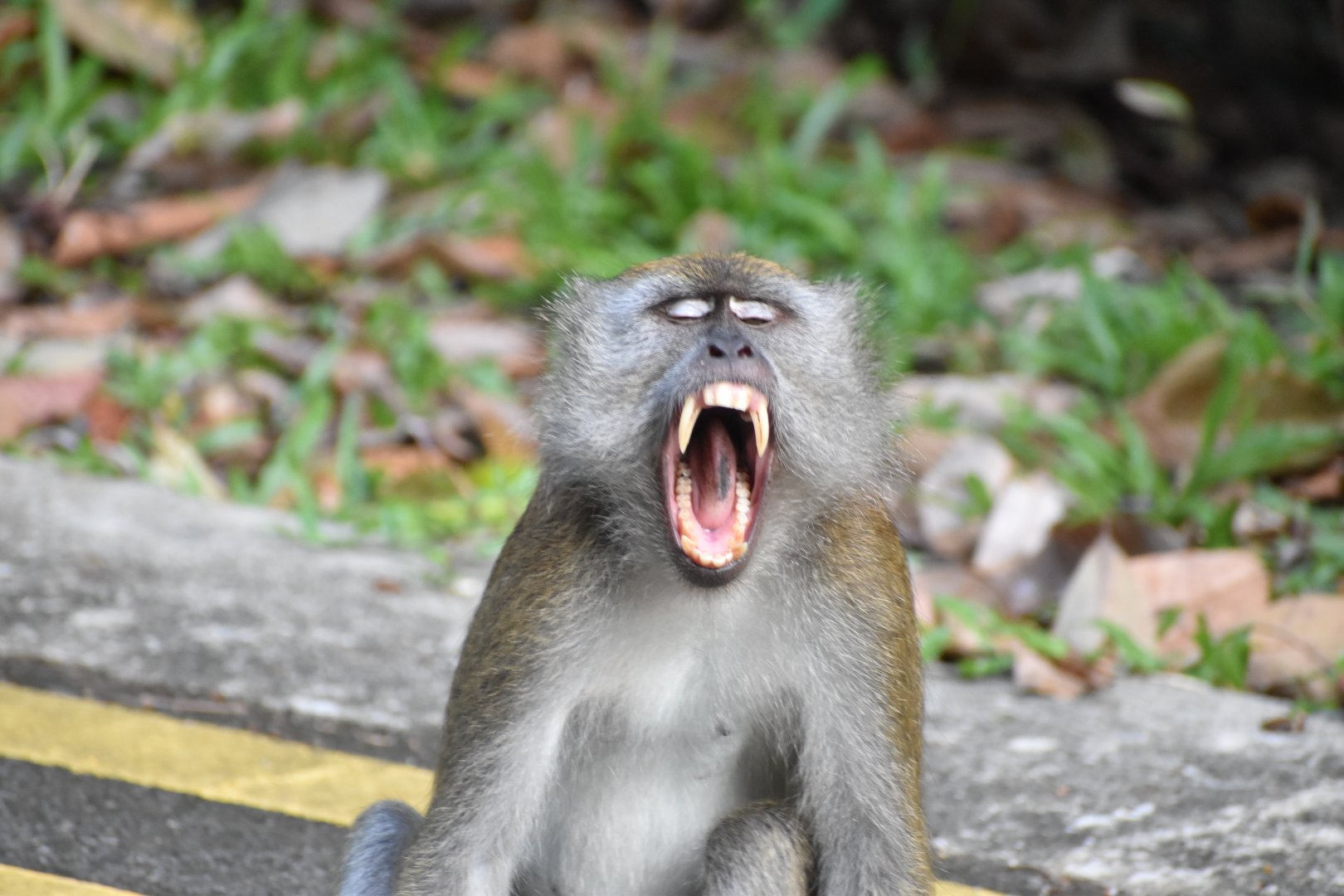 Crab Eating Macaque ~ Thomson Nature Park