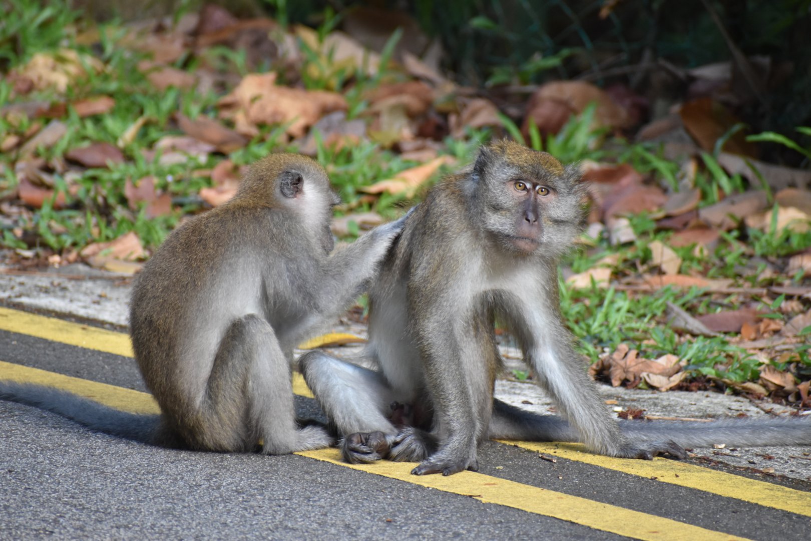 Crab Eating Macaque ~ Thomson Nature Park