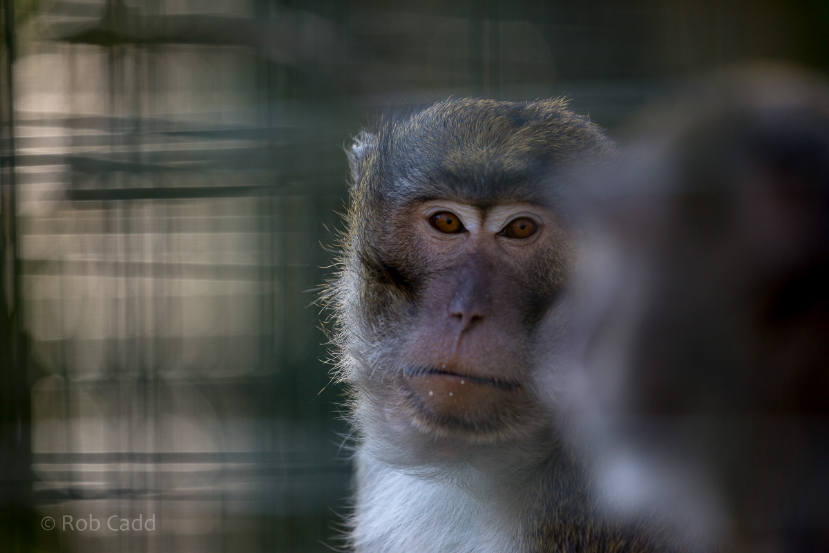 Crab-eating macaque : Thrigby Hall : 25 Mar 2016