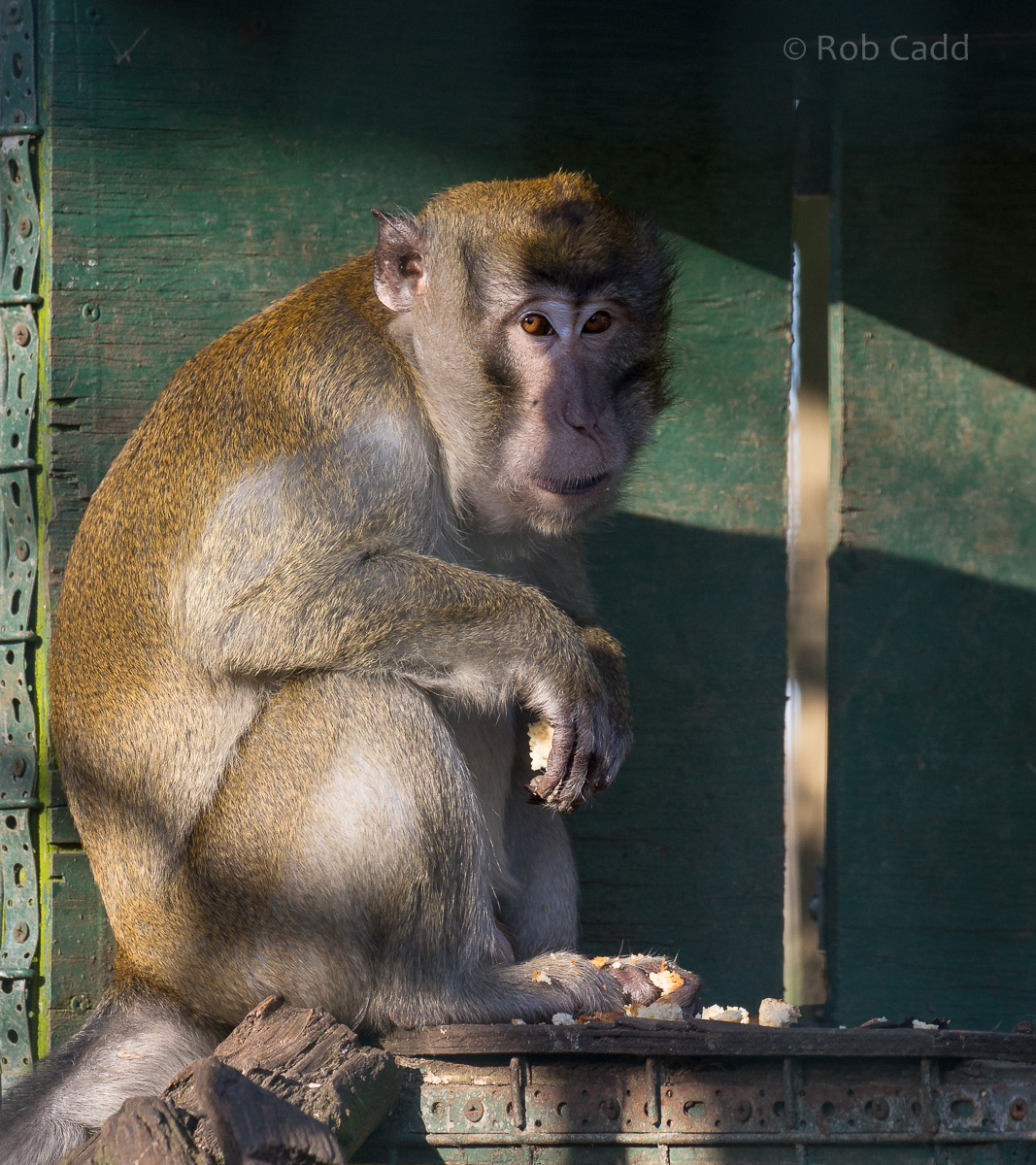 Crab-eating macaque : Thrigby Hall : 25 Mar 2016