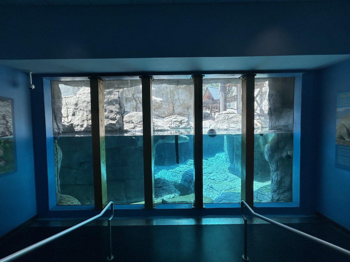 Crab-eating Macaque Underwater Viewing - Oceans