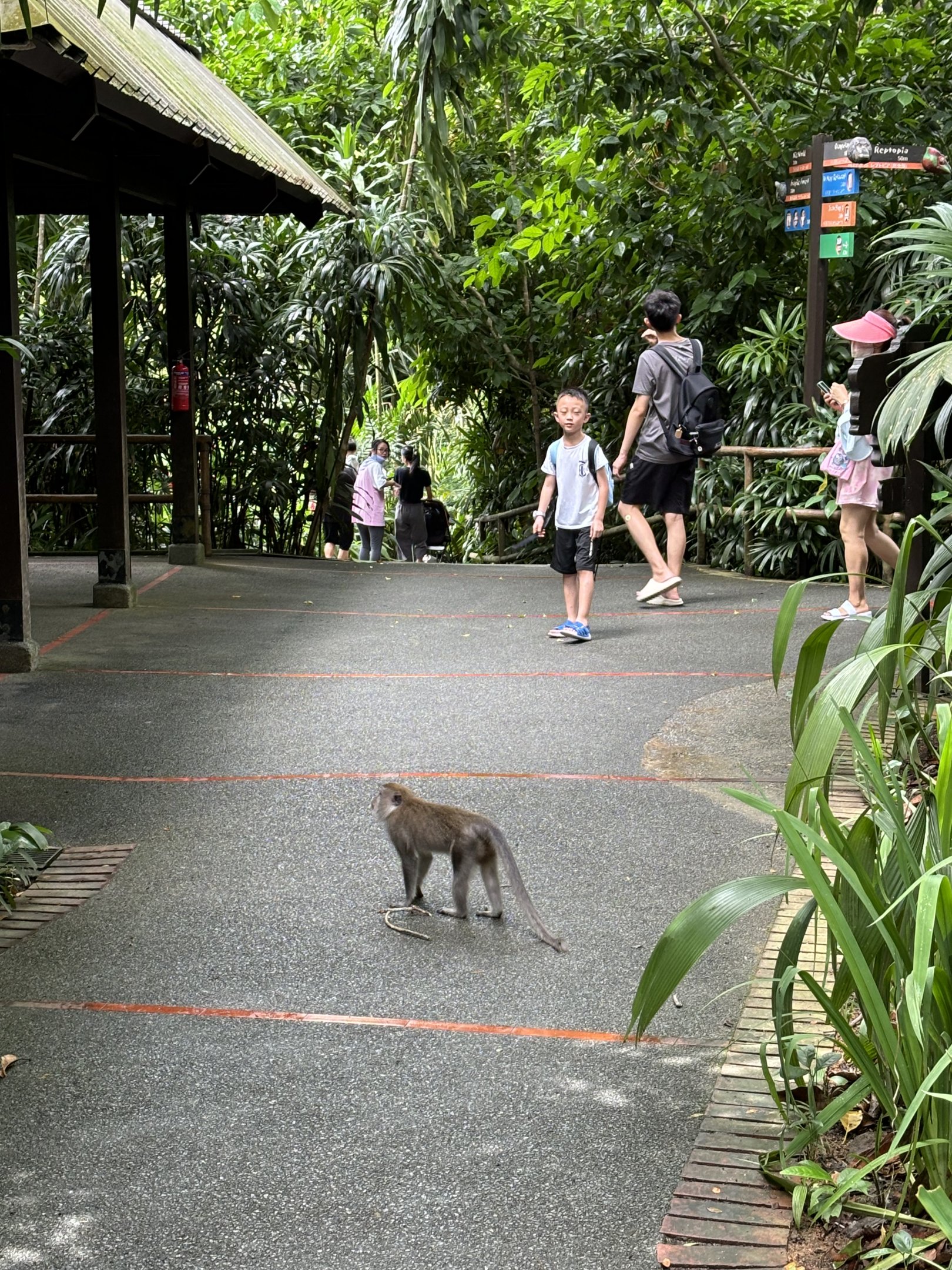 Crab-eating Macaque - wild!