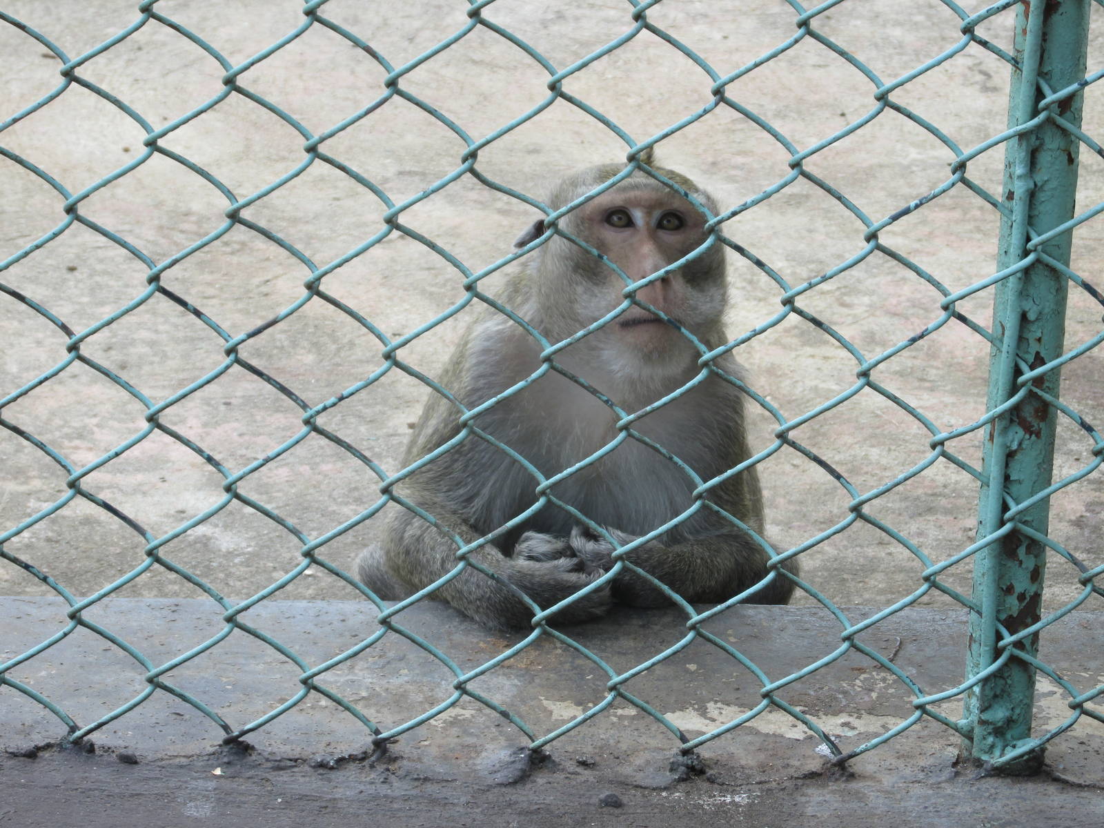 crab eating macaque zoologico nacional