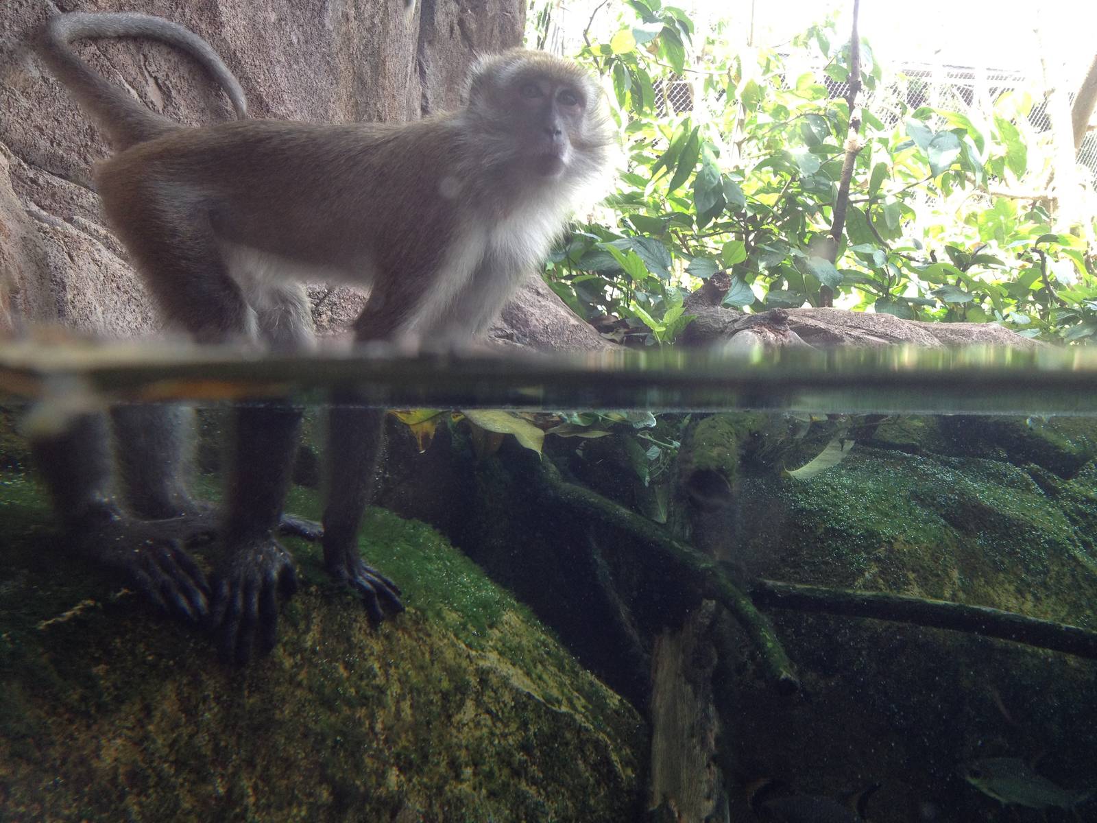 Crab-eating Macaque