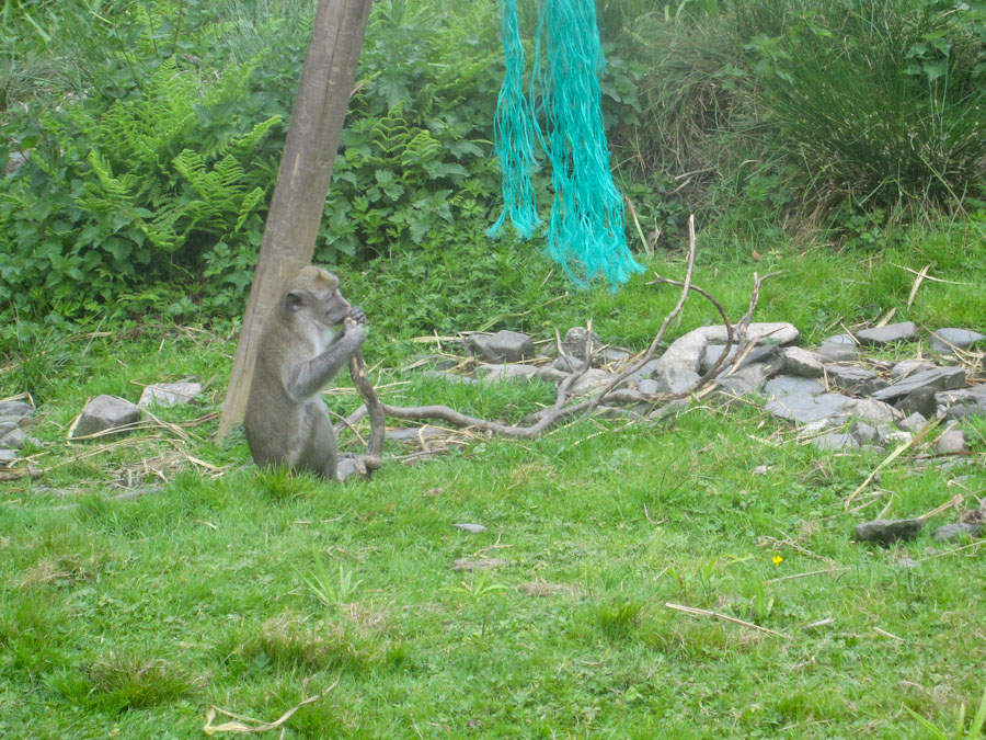 Crab-eating macaque