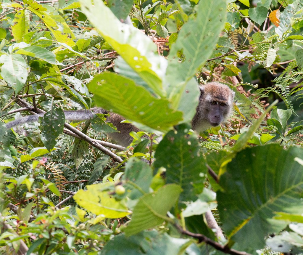 Crab-eating Macaque