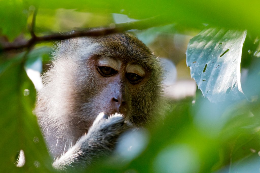 Crab-eating Macaque