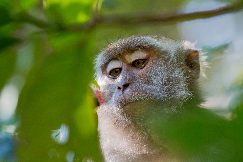Crab-eating Macaque