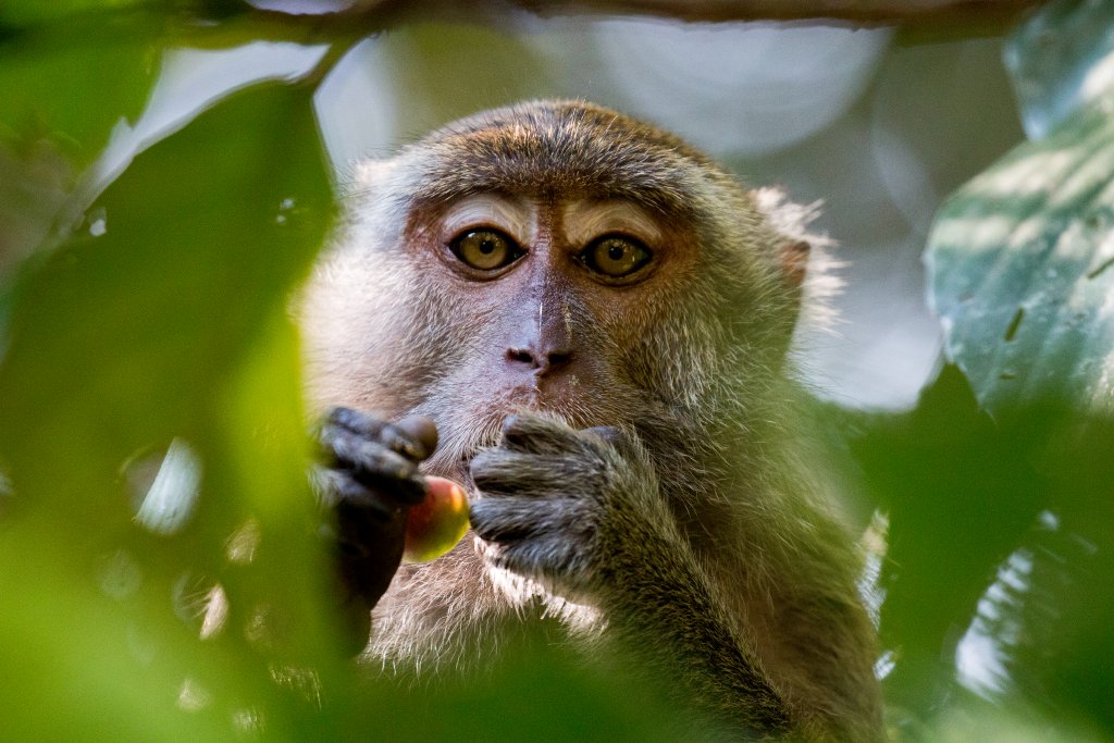 Crab-eating Macaque