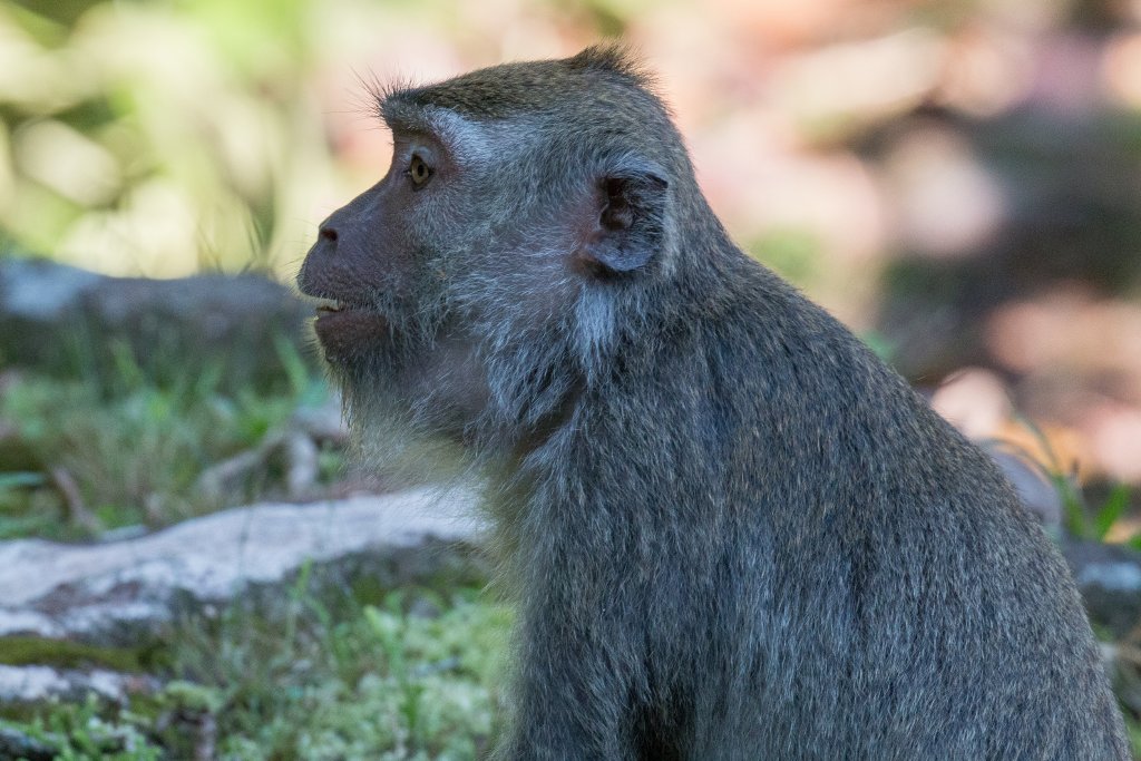 Crab-eating Macaque