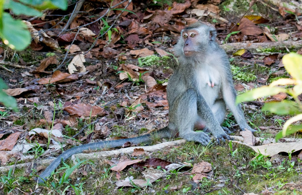 Crab-eating Macaque