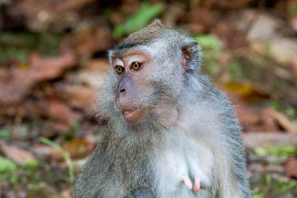 Crab-eating Macaque