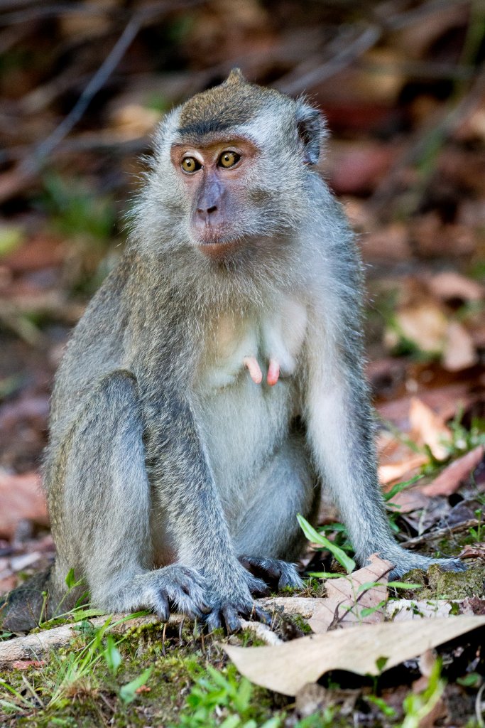 Crab-eating Macaque