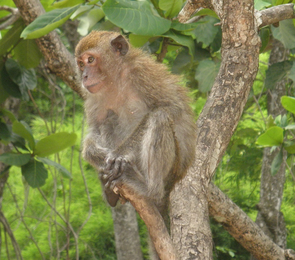 Crab-eating macaque