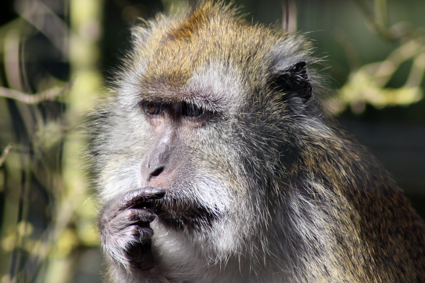 Crab Eating Macaque