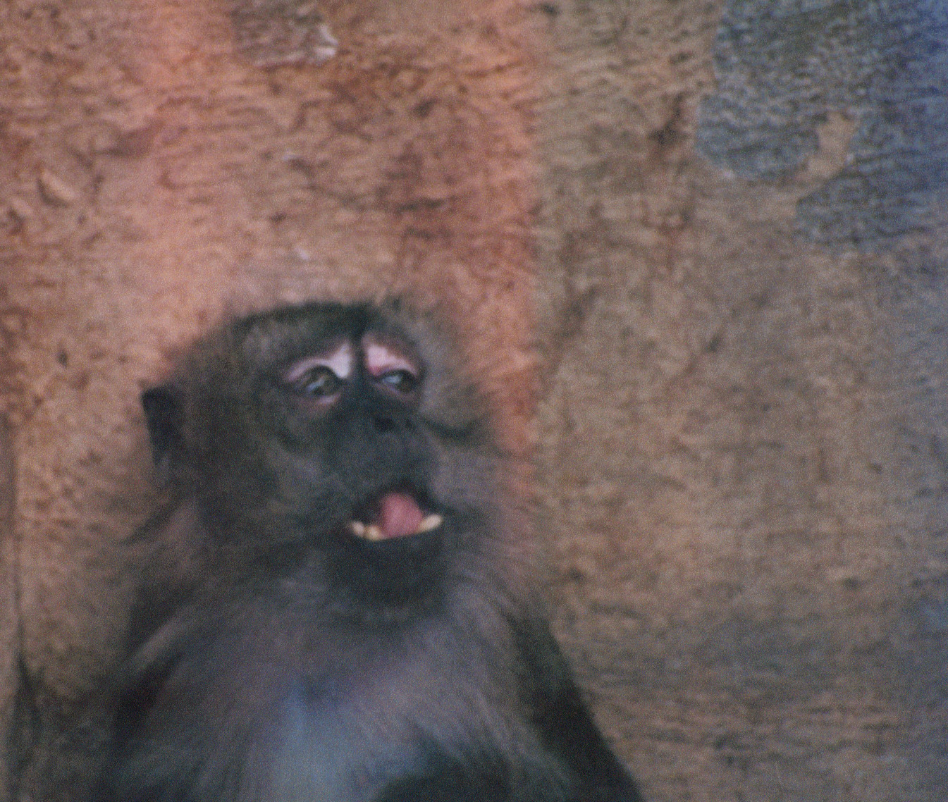 Crab-eating Macaque?