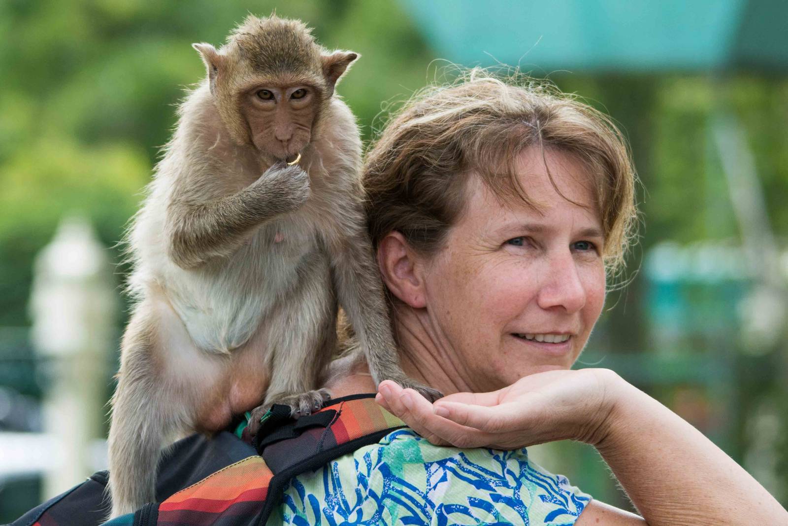 Crab Eating Macaques at Sarn Phra Karn Lopburi with my son