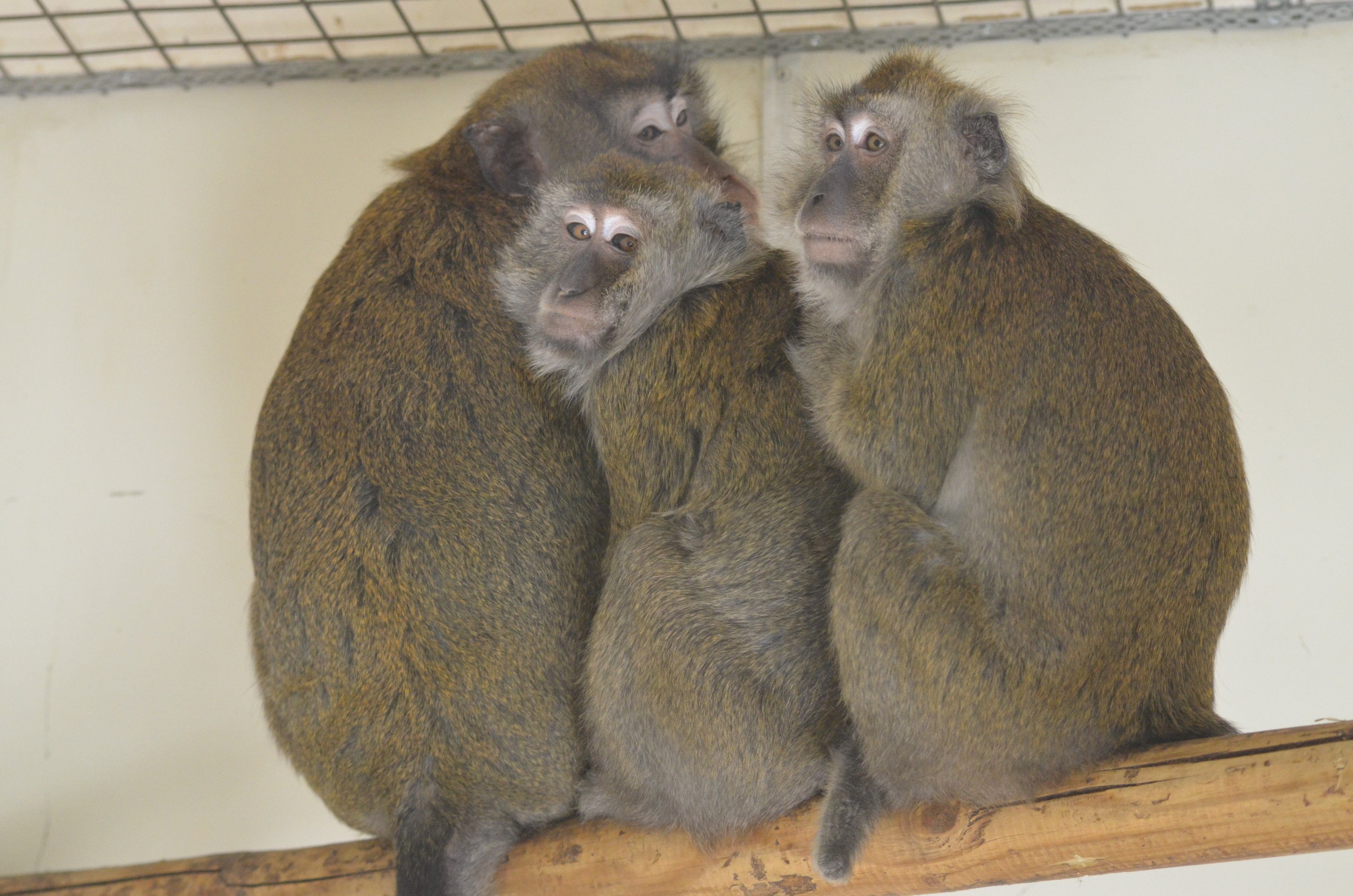 Crab-eating Macaques at Thrigby Hall, 10/06/17