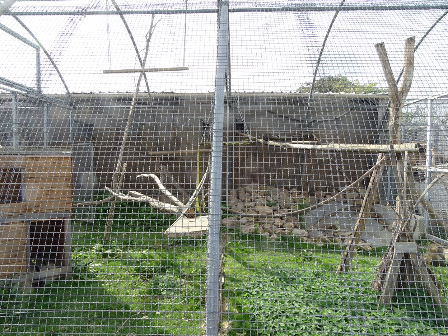 Crab-eating macaques aviary