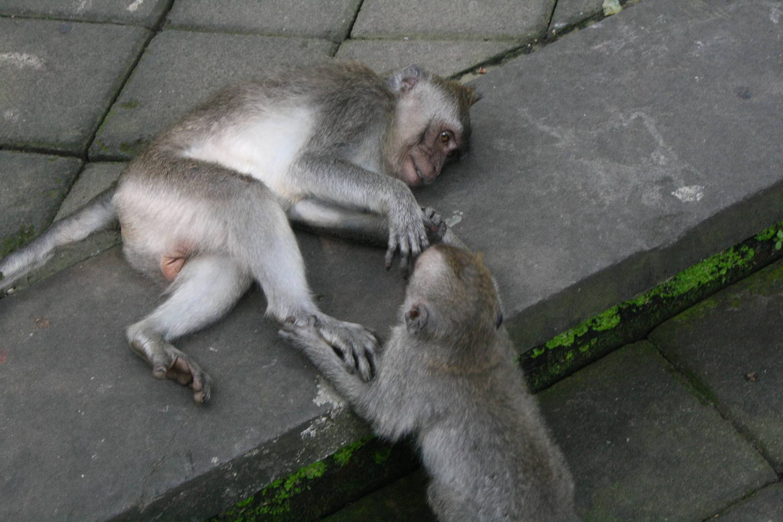 Crab Eating Macaques - Bali