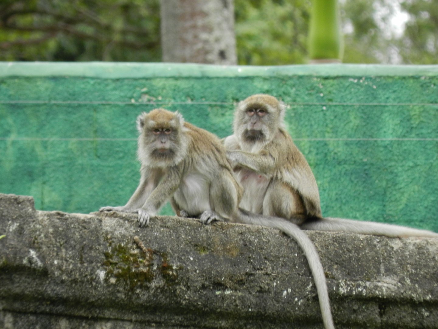 Crab-eating macaques - BioParque do Rio