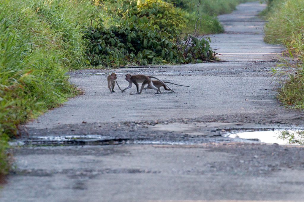 Crab-eating Macaques