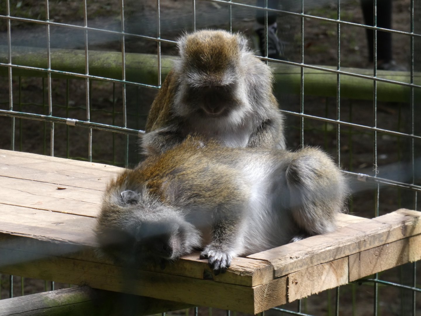 Crab-eating macaques