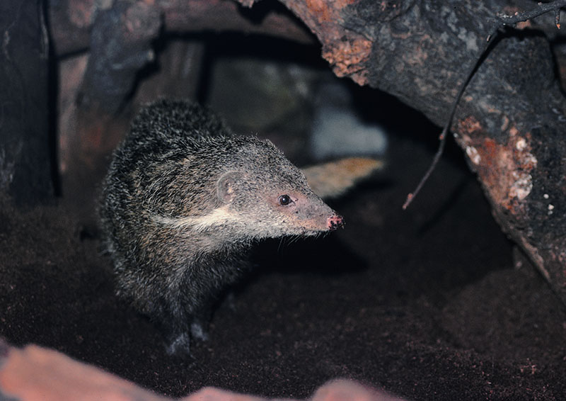 Crab eating mongoose 1977