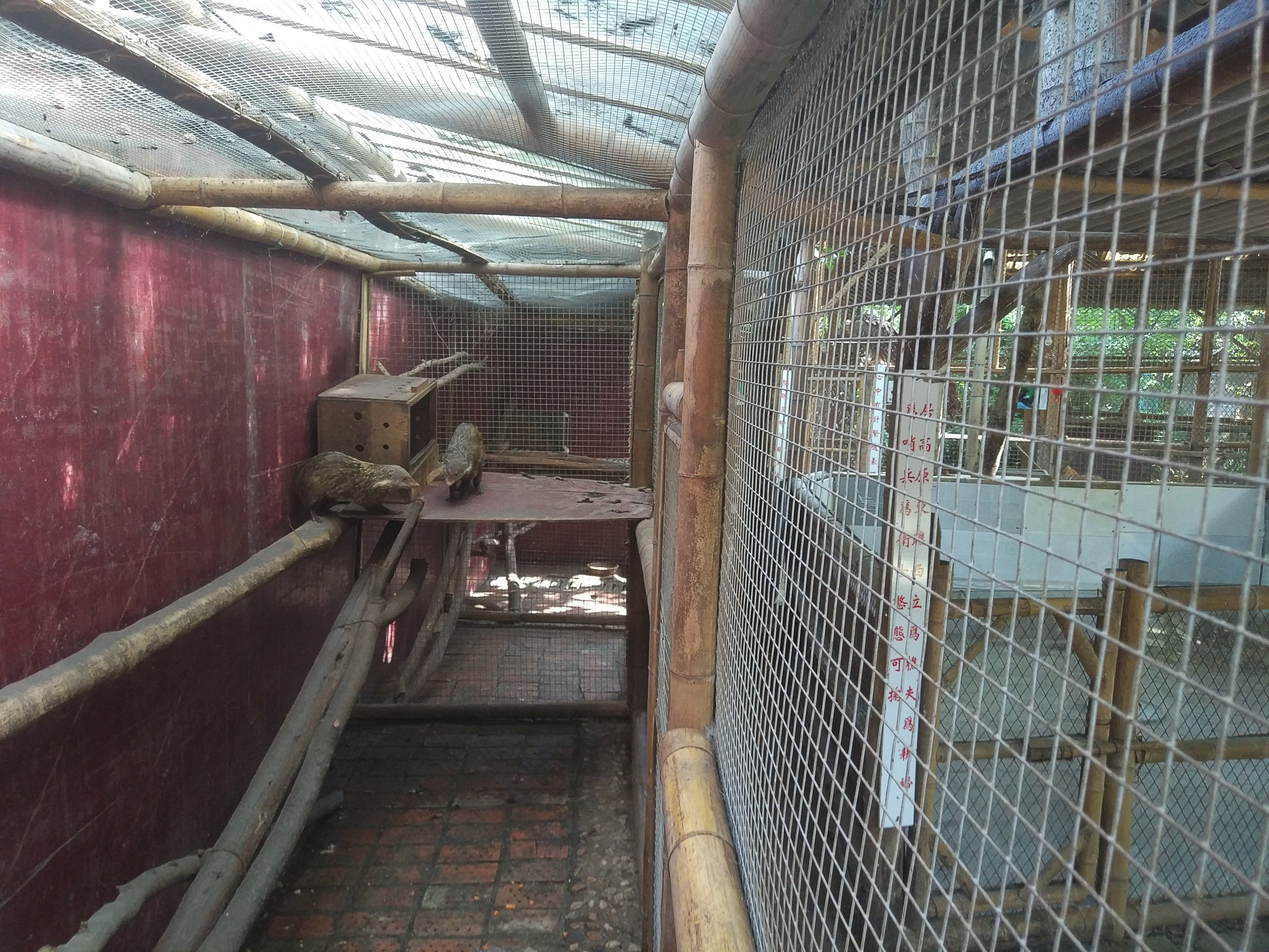 Crab-eating Mongoose Exhibit