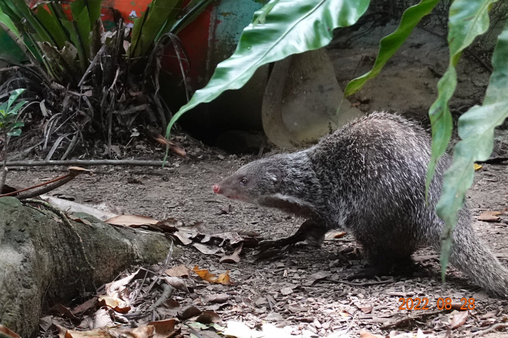 Crab-eating Mongoose (Herpestes urva formosanus)