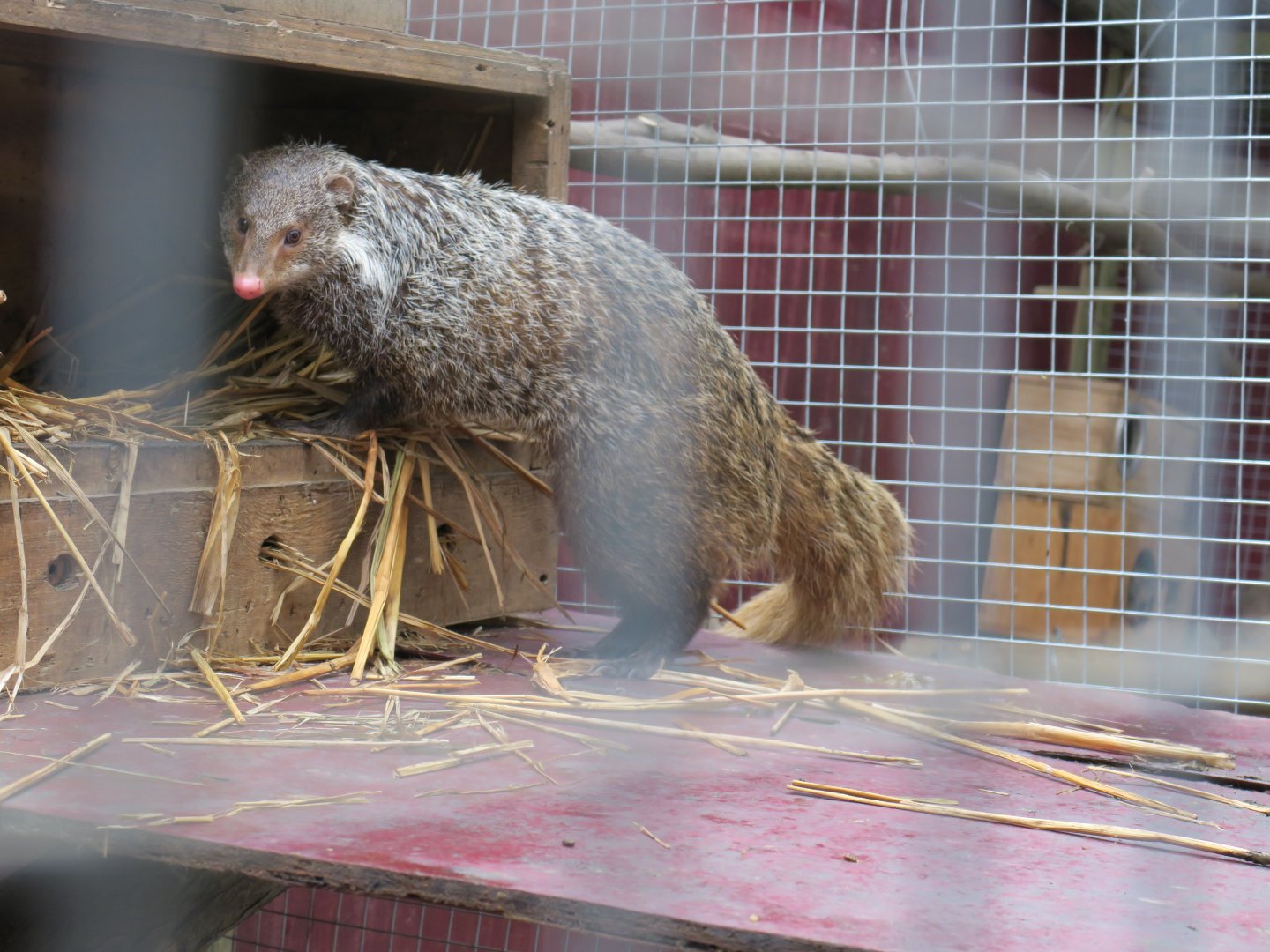 crab-eating mongoose (Herpestes urva)