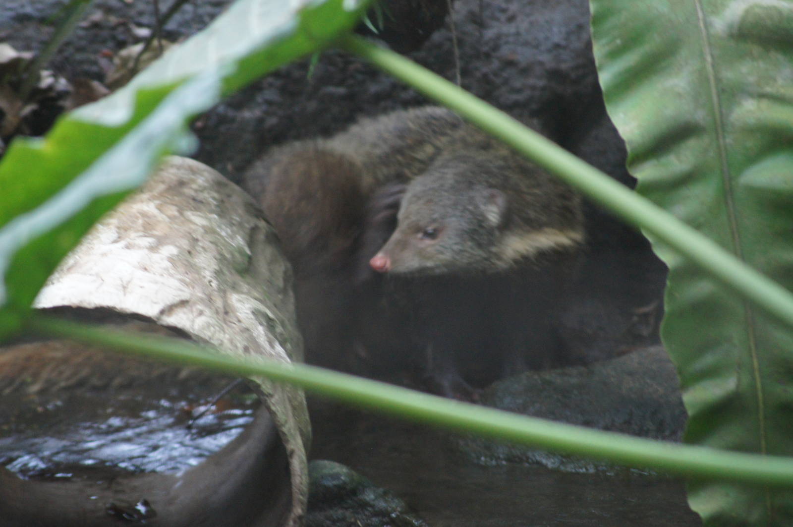 Crab-eating mongoose