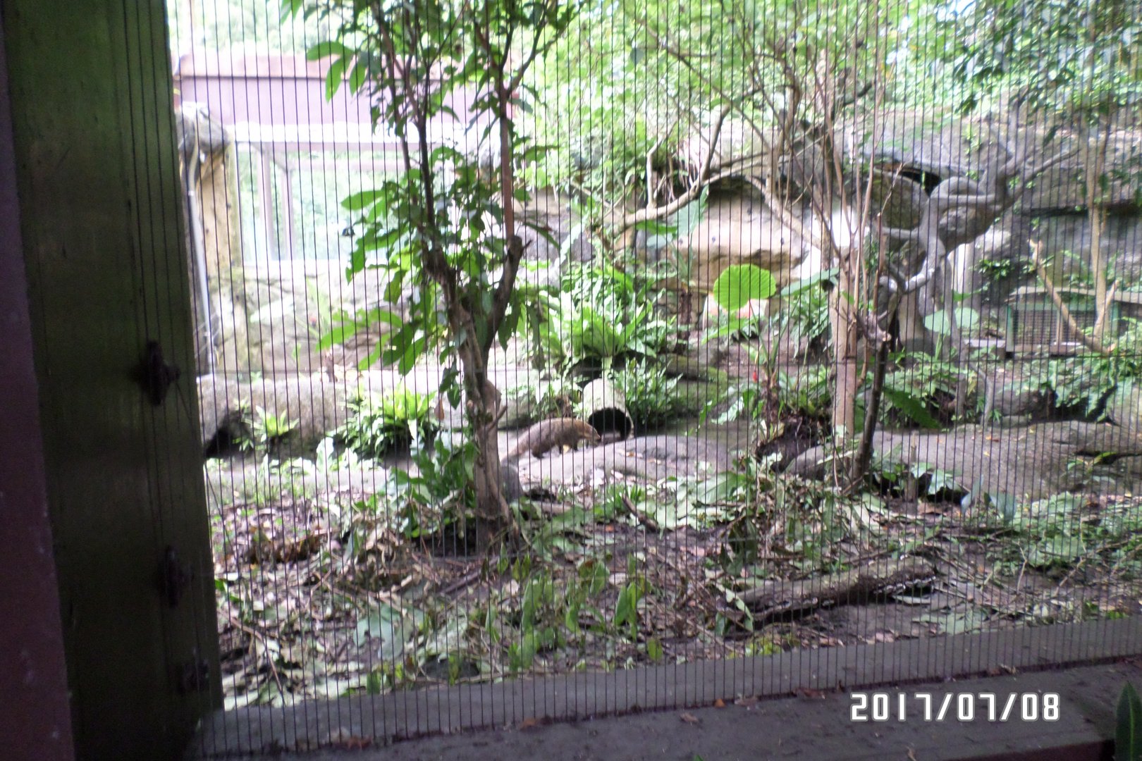 Crab-eating mongoose