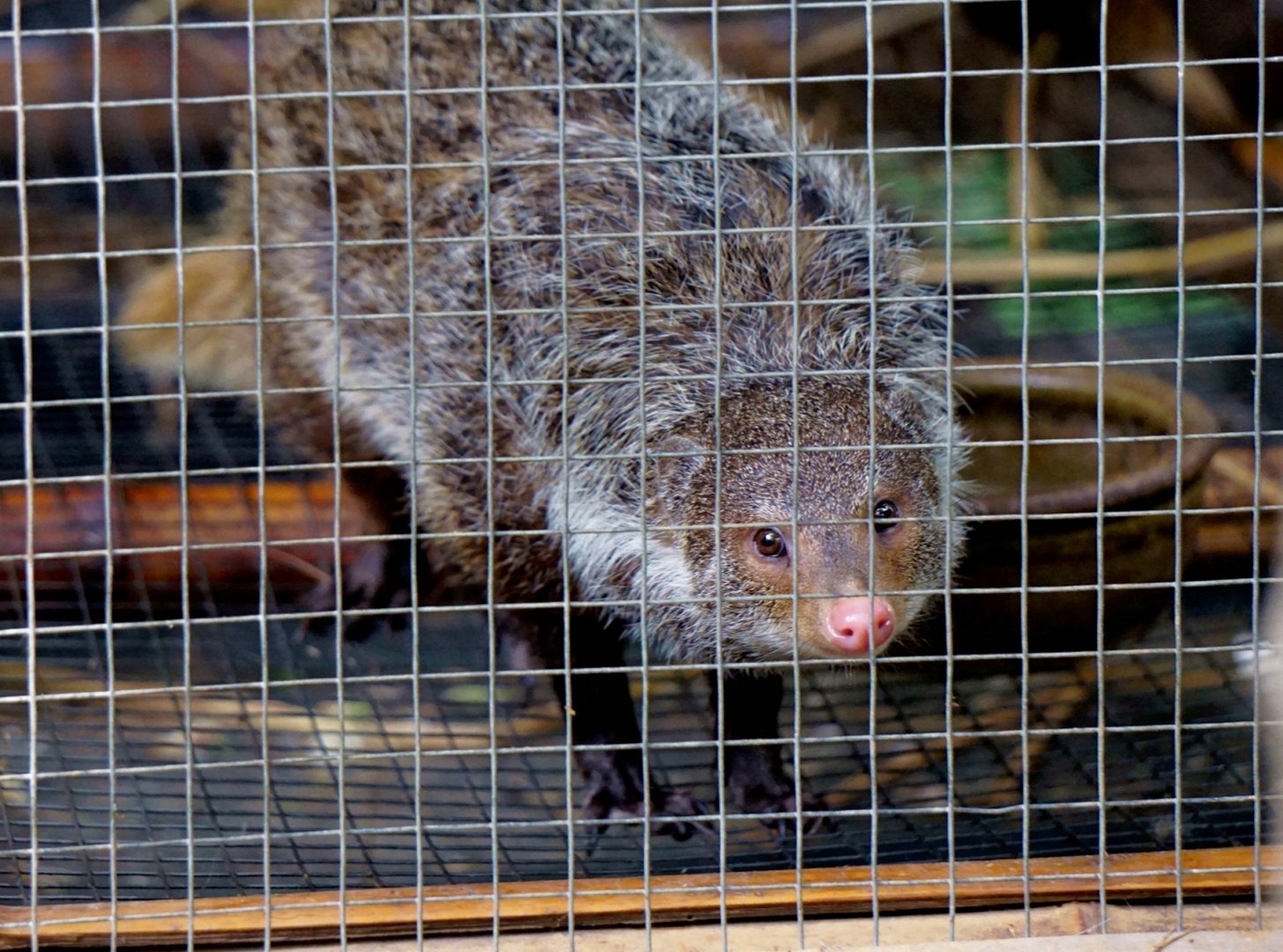 Crab-eating mongoose