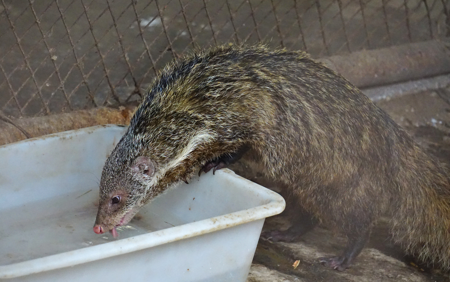 Crab-eating mongoose